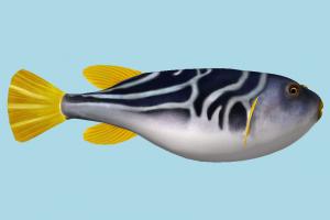 Puffer Fish Puffer Fish-2